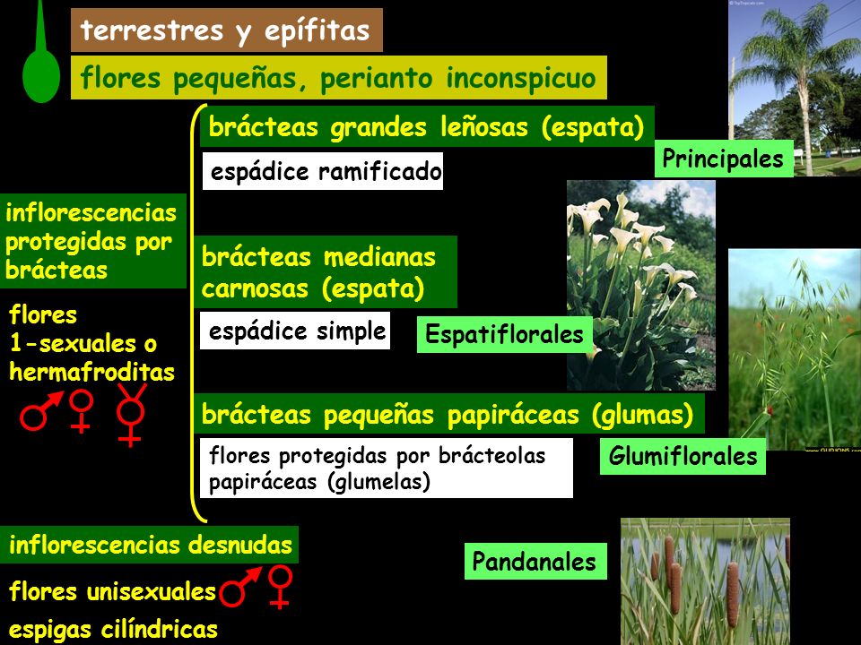 córneo conexiones sexuales pequeña córneo conexiones sexuales pequeña
